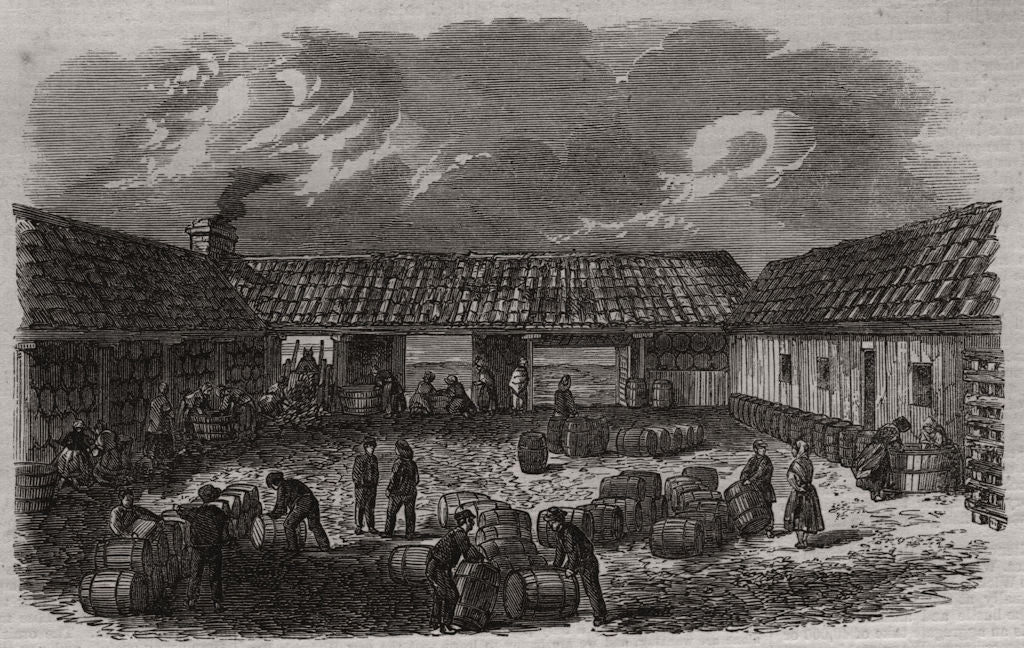 The herring fishery. Curing yard at St. Monance, Fife. Scotland 1863 old print